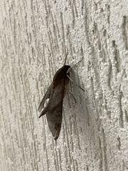 Pachylioides resumens