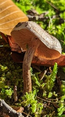 Paralepista flaccida