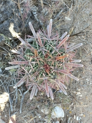 Ferocactus latispinus