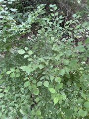 Rhamnus globosa