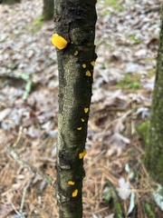 Dacrymyces chrysospermus