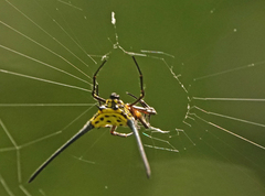 Gasteracanthinae