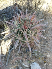 Ferocactus latispinus