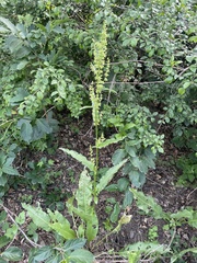 Rhamnus globosa