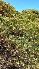Leucadendron coniferum