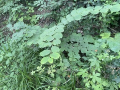 Celtis koraiensis