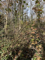 Viburnum setigerum