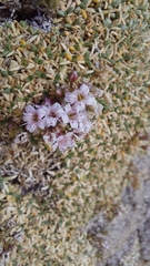 Acantholimon