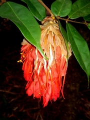Brownea grandiceps