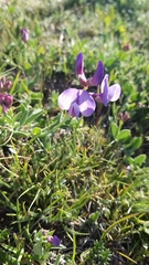 Lathyrus magellanicus