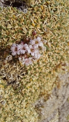 Acantholimon