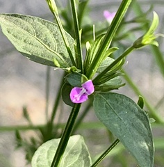 Dicliptera peduncularis