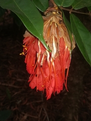 Brownea grandiceps