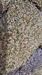 Acantholimon