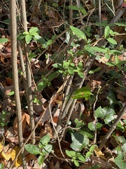 Viburnum setigerum