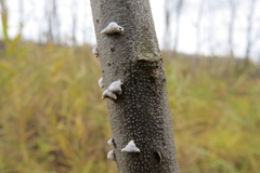 Schizophyllaceae