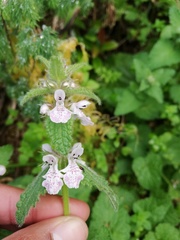 Stachys bolusii