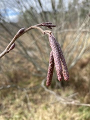 Alnus serrulata