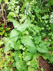 Stachys bolusii