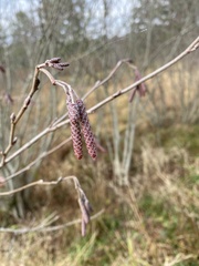 Alnus serrulata