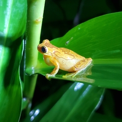 Dendropsophus ebraccatus