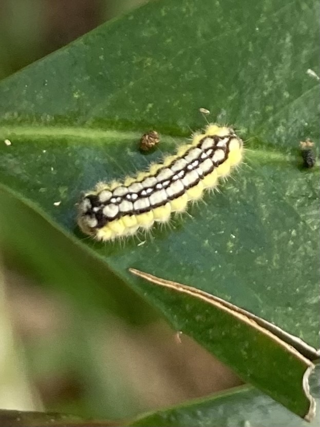 Laurelcherry Smoky Moth