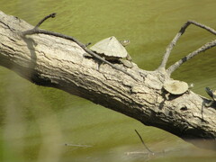Graptemys sabinensis