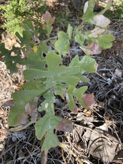 Quercus margaretiae