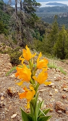 Chloraea alpina