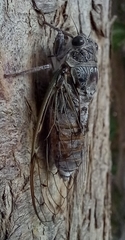 Cicada cretensis