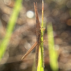Achurum carinatum