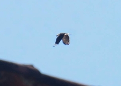 Spizaetus melanoleucus