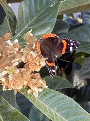 Vanessa atalanta
