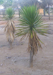 Yucca gigantea