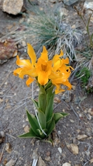 Chloraea alpina