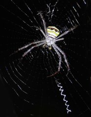 Argiope anasuja