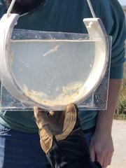 Sciaenops ocellatus