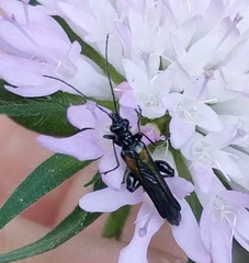 Oedemera
