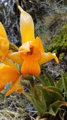 Chloraea alpina