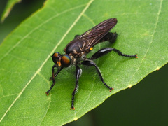 Laphriini