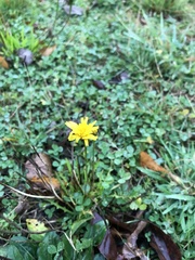 Scorzoneroides autumnalis