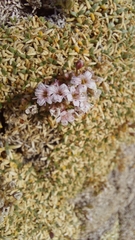 Acantholimon