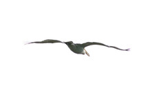 Pelecanus crispus