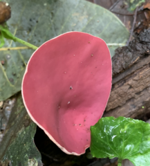 Phillipsia domingensis