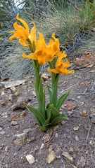 Chloraea alpina