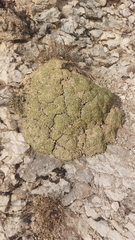 Acantholimon