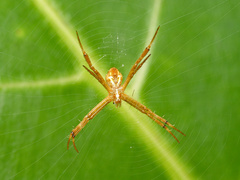 Argiope dang