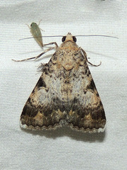 Melipotini