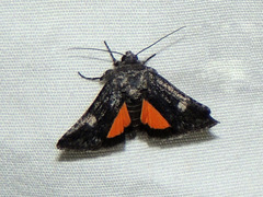 Copanarta aurea
