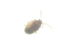 Eucolaspis
